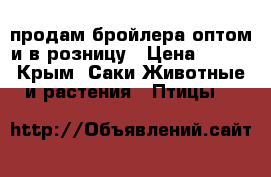 продам бройлера оптом и в розницу › Цена ­ 110 - Крым, Саки Животные и растения » Птицы   